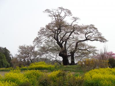 塩ノ崎の大桜