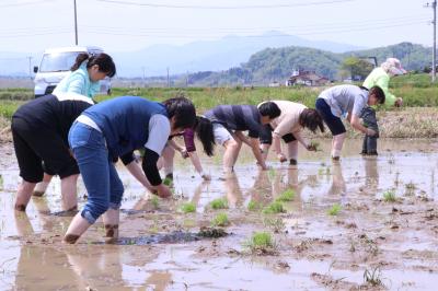 田植え作業の様子