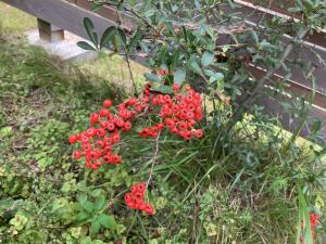 植物_カザンデマリの画像