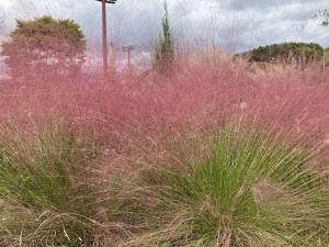 植物_ミューレンベルギア・カピラリスの画像