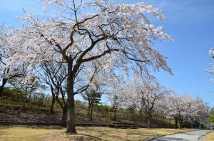 みずいろ公園桜