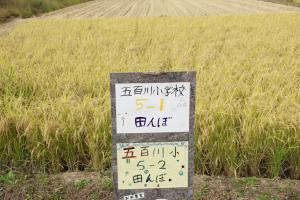 五百川小学校5年生の田んぼ