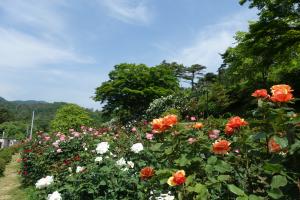 花と歴史の郷蛇の鼻のバラ