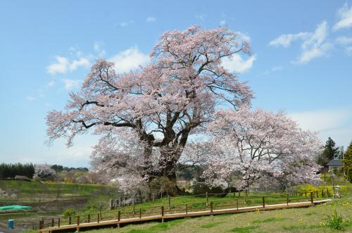 塩ノ崎の大桜の写真