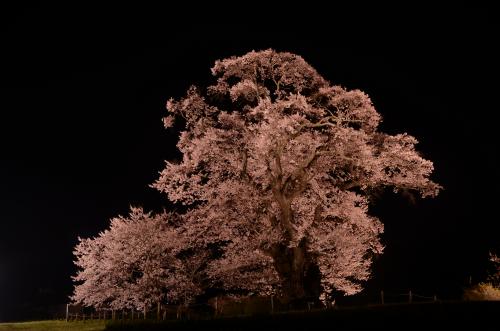 塩ノ崎の大桜の写真