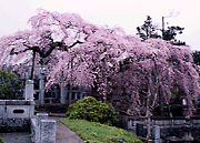 日輪寺の枝垂れ桜の写真